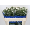 Aster Cassy