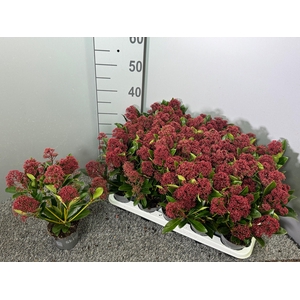 Skimmia japonica 'Rubella'