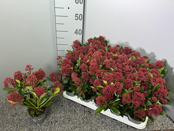 <h4>Skimmia japonica 'Rubella'</h4>