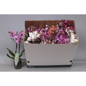 PHAL MF GEM 8 KL
