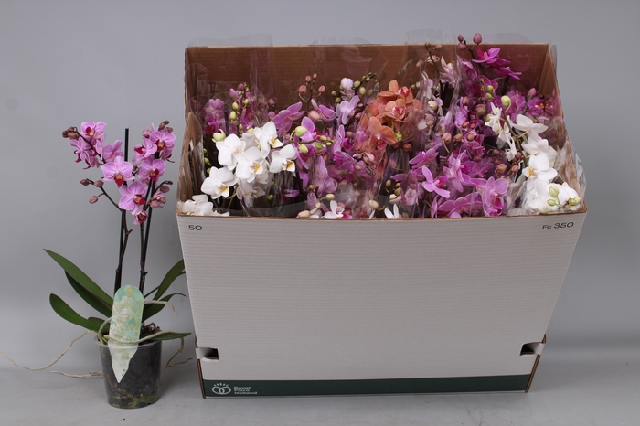 <h4>PHAL MF GEM 8 KL</h4>