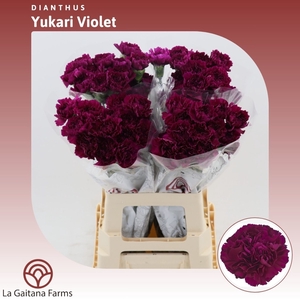 Dianthus St Yukari Violet