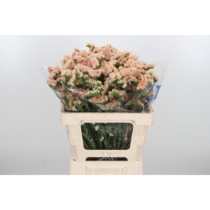 Lim S Glow Sun Birds