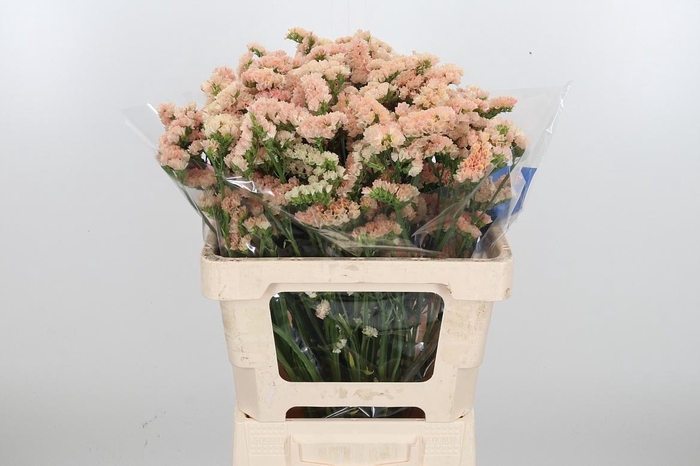 <h4>Lim S Glow Sun Birds</h4>