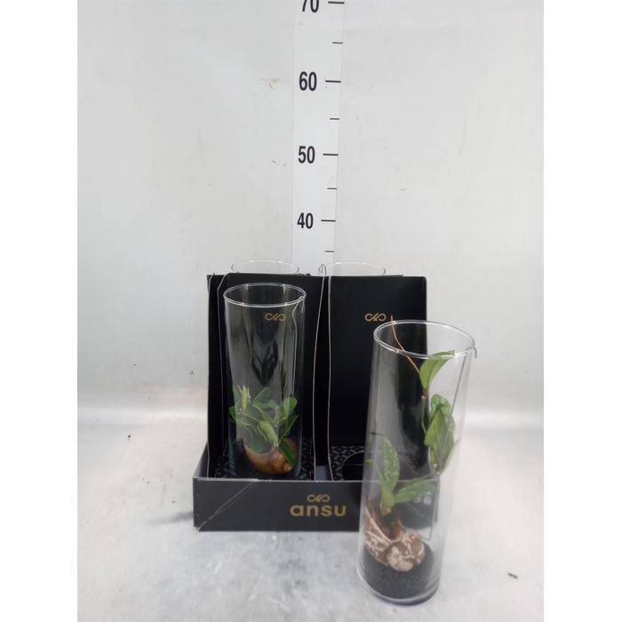 <h4>Hoya   ...mix</h4>