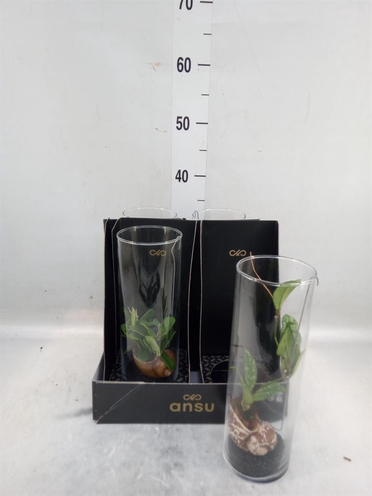 <h4>Hoya   ...mix</h4>