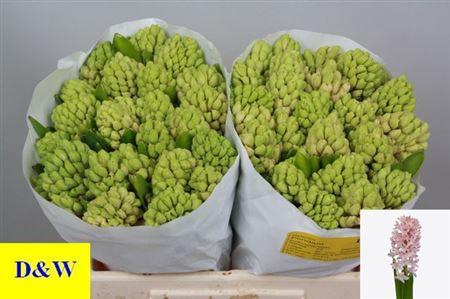 <h4>Hyac Fondant</h4>