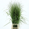 Panic Vi Squaw (x75 Stems In Bundle)