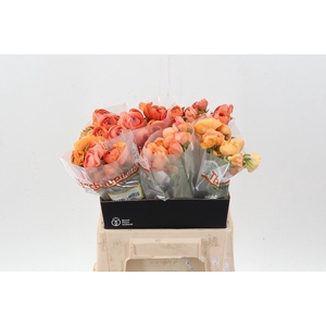 Ran Amandine Coral 40cm