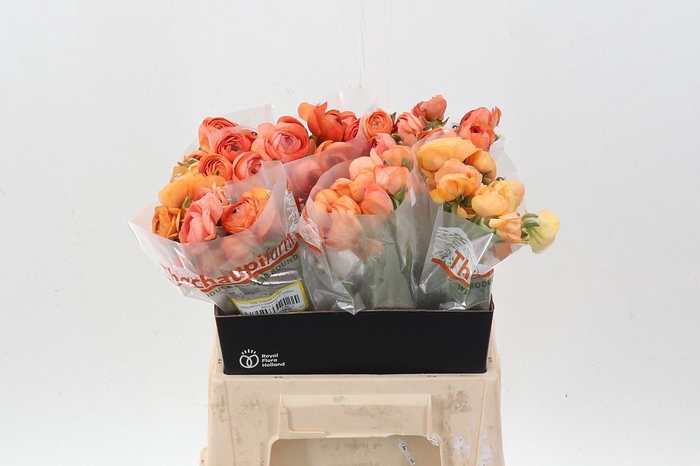 <h4>Ran Amandine Coral 40cm</h4>
