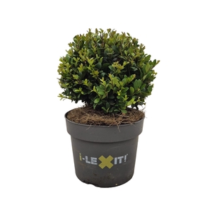 Ilex crenata Dark Green, P17, Bol Ø15cm