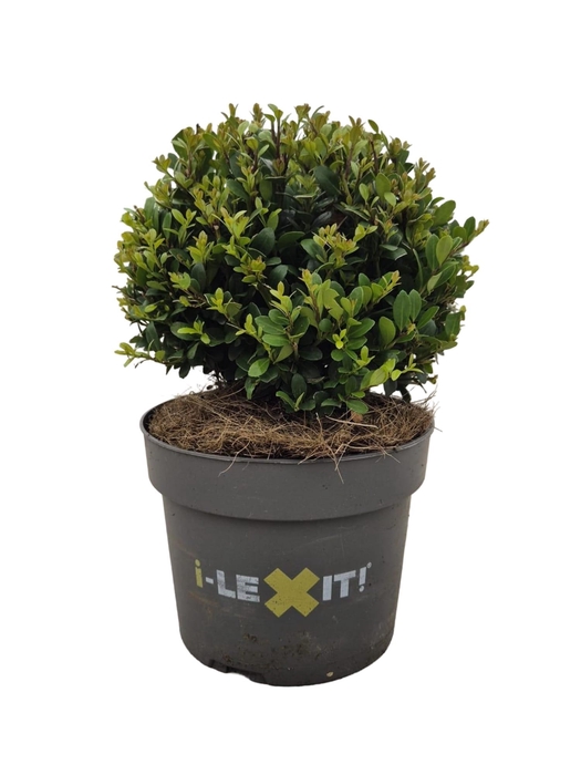 <h4>Ilex crenata Dark Green, P17, Bol Ø15cm</h4>