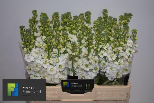 <h4>MATTH AIDA WHITE</h4>