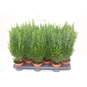 Chamaecyparis La Ellwoodii