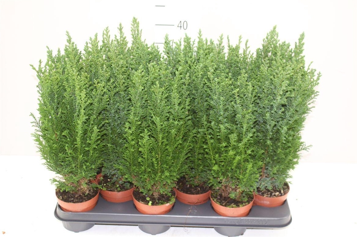 <h4>Chamaecyparis La Ellwoodii</h4>