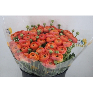 Ran Cloni Sup Venere