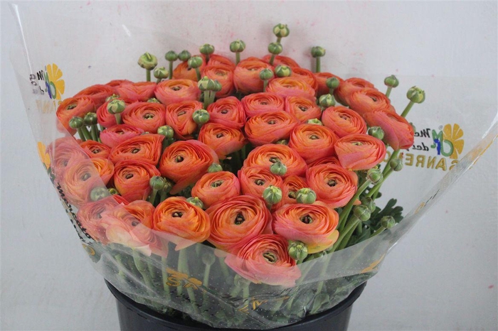 <h4>Ran Cloni Sup Venere</h4>