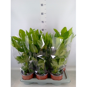 Fatsia japonica   ...