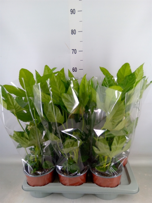 <h4>Fatsia japonica   ...</h4>