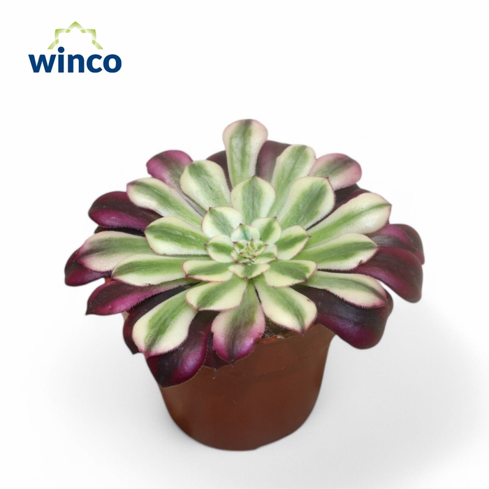 <h4>Aeonium Red Copper</h4>