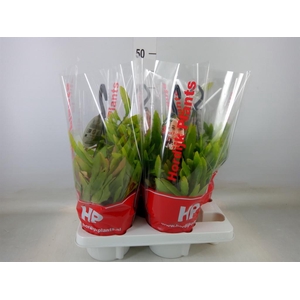 Pseudorhipsalis ramulosa