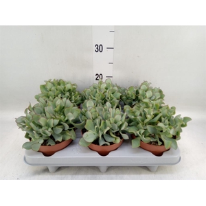 Crassula arborescens 'Curly'