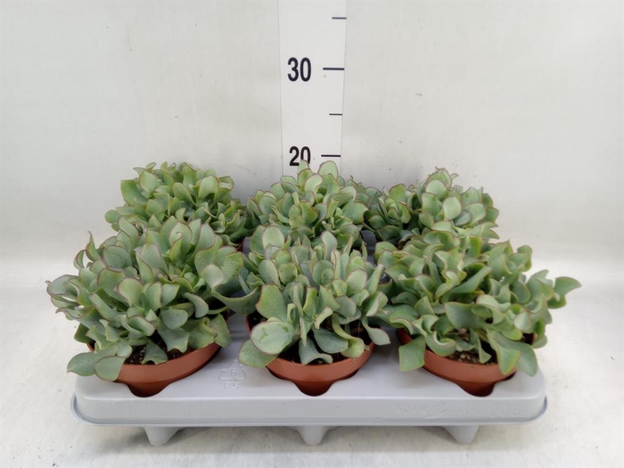 <h4>Crassula arborescens 'Curly'</h4>