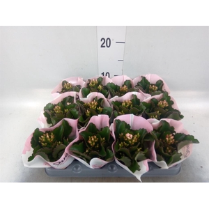 Kalanchoe  'RoseFlow Katie'