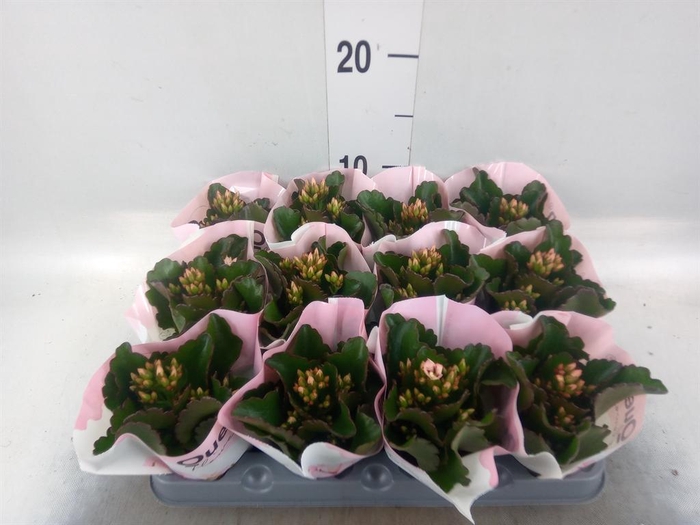 <h4>Kalanchoe  'RoseFlow Katie'</h4>