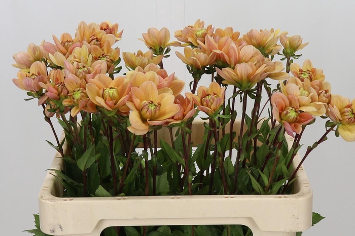 <h4>Dahlia Yvonne Geerlings</h4>