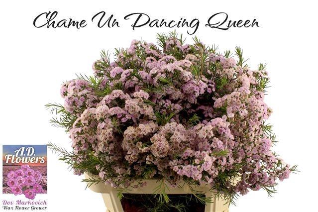 <h4>CHAME UN DANC QUEEN</h4>