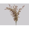 ONCIDIUM SHARRY BABY BUTTERCUP BICOLOR