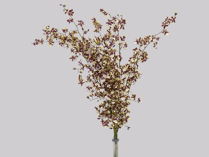 <h4>ONCIDIUM SHARRY BABY BUTTERCUP 040 CM BICOLOR</h4>