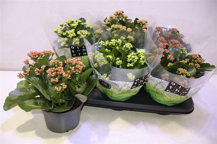 <h4>arr8 Kal Ge Gem 5 Kl</h4>