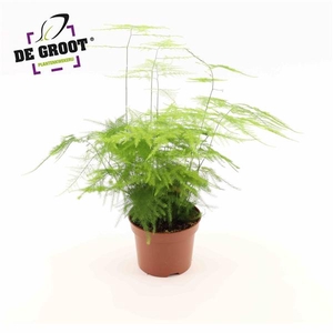 Asparagus setaceus 