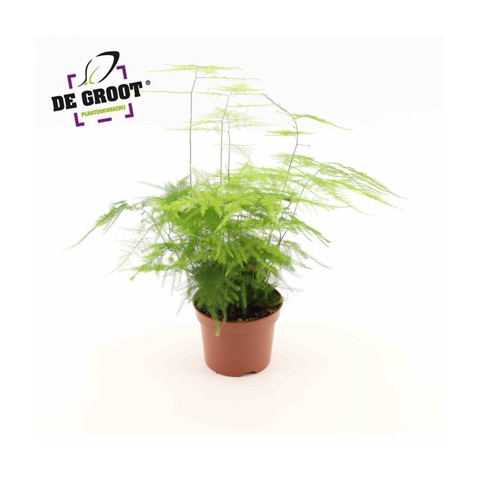 <h4>Asparagus Setaceus 'Plumosus'</h4>