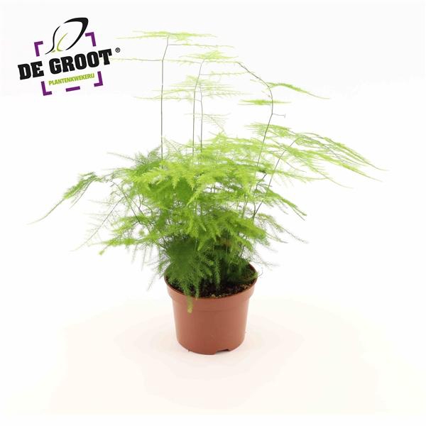 Asparagus setaceus 