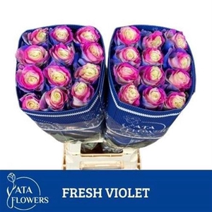 R Gr Fresh Violet Ec
