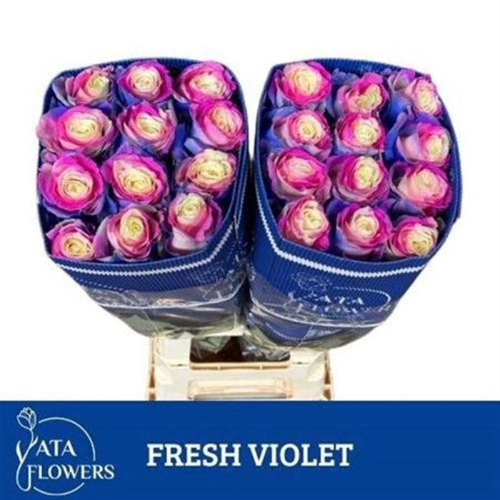 <h4>R Gr Fresh Violet Ec</h4>