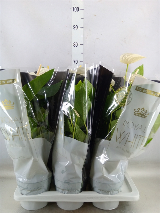 <h4>Anthurium andr. 'Alaska'</h4>