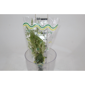 ASTILBE VARIADO 40 CM