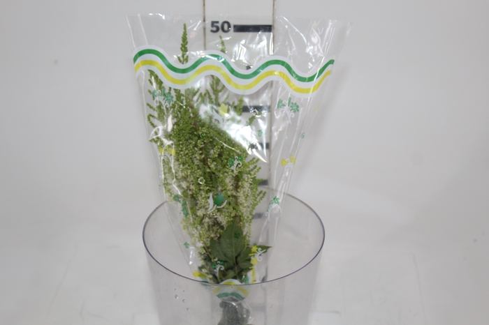 <h4>ASTILBE VARIADO 40 CM</h4>