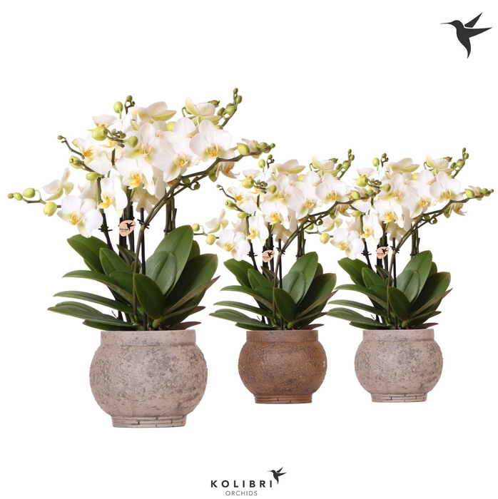 <h4>Kolibri Orchids Phalaenopsis Lausanne 6spike in Ancient brown mix</h4>