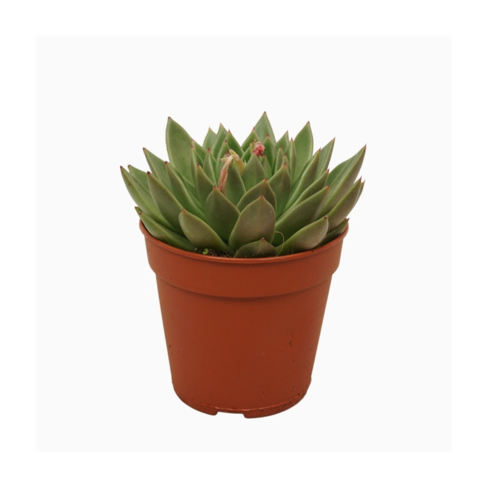 <h4>Echeveria agavoides 12 cm</h4>