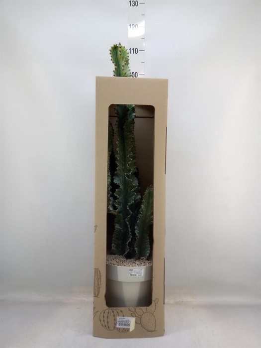 <h4>Euphorbia   ...</h4>