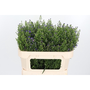 Aster Casamare