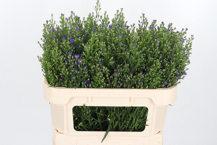 <h4>Aster Casamare</h4>