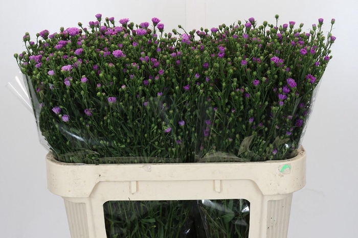 <h4>Aster Casarosa</h4>