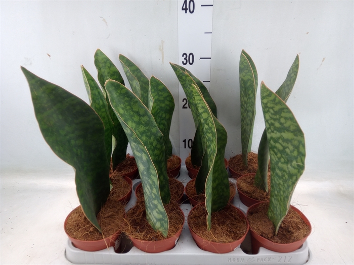 <h4>Sansevieria grandis</h4>