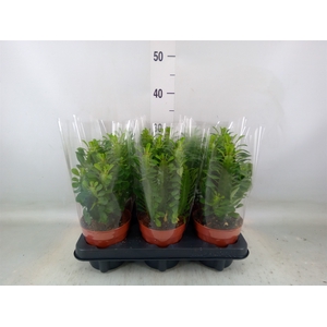 Euphorbia trigona
